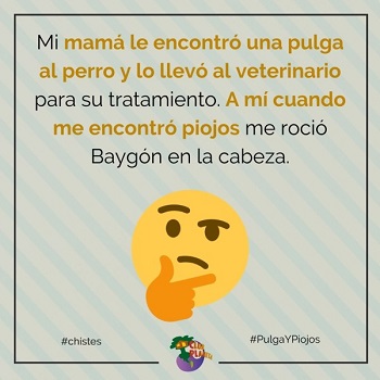 pulga y piojos