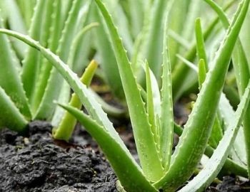 la s�bila es una maravilla de la naturaleza