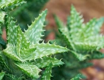 caracter�sticas de la s�bila