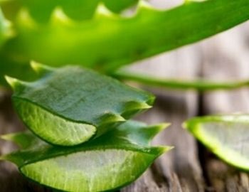 aprovecha la pulpa de la s�bila