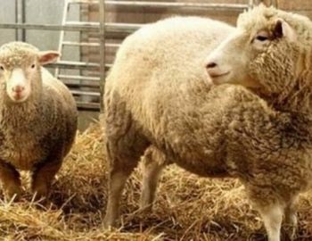 todo sobre la clonaci�n