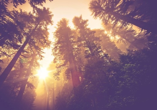 d�a mundial forestal