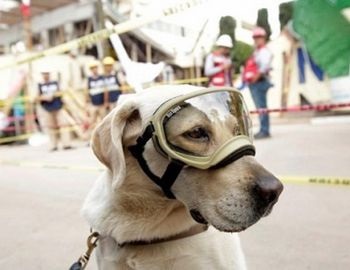 h�roes de cuatro patas