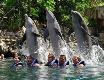 d�a internacional contra los delfines en cautiverio