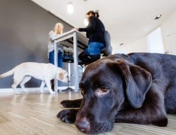 10 
 beneficios de llevar a tu mascota al trabajo