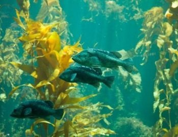 los bosques de kelp en la pen�nsula mitre