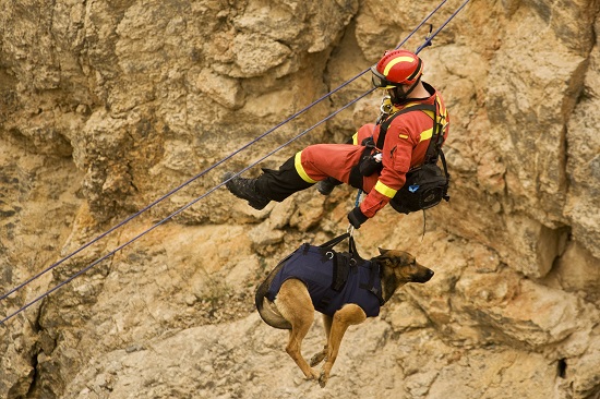 caracter�sticas de un perro de rescate