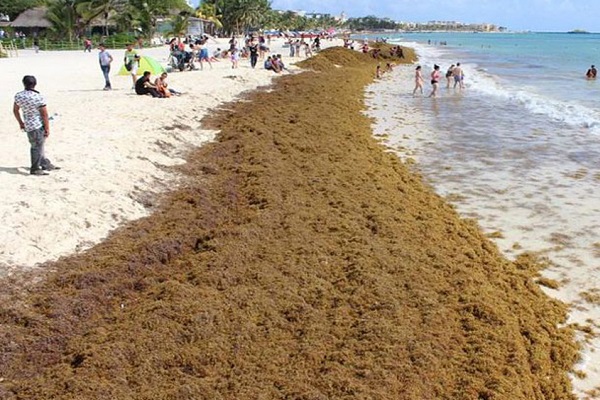 soluci�n para frenar al sargazo