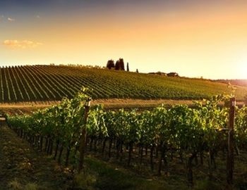 un paseo por los vi�edos de dolores hidalgo